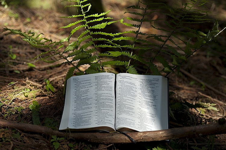 An open Bible with ferns in the background