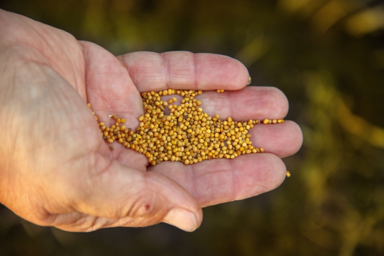 Mustard seeds in an open hand