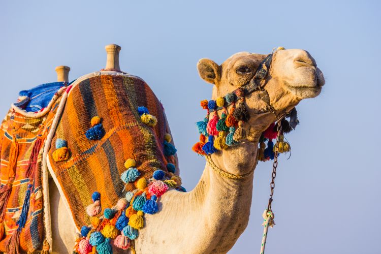 A camel with colourful neckbands and a colourful saddle