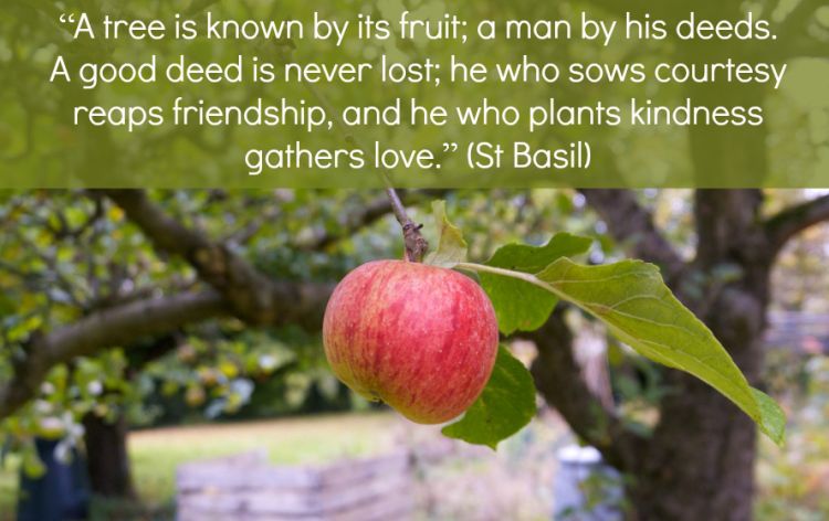 A picture of a red apple on a tree with the quote "A tree is known by its fruit; a man by his deed. A good deed is never lost; he who sows courtesy reaps friendship, and he who plants kindness gathers love." (St Basil)