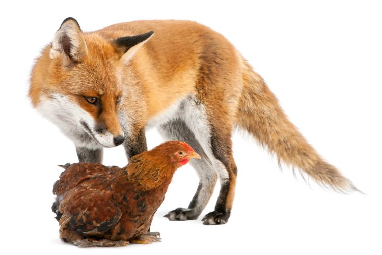 A fox and a hen