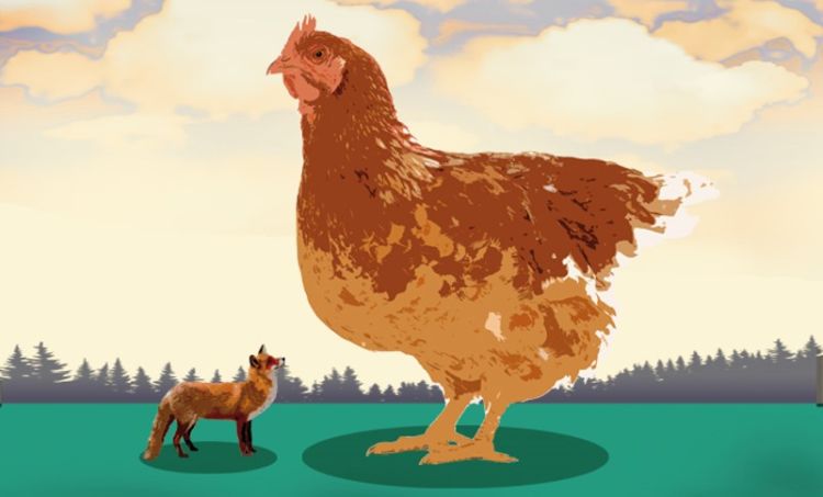 A drawing of a small fox dwarfed by a giant hen