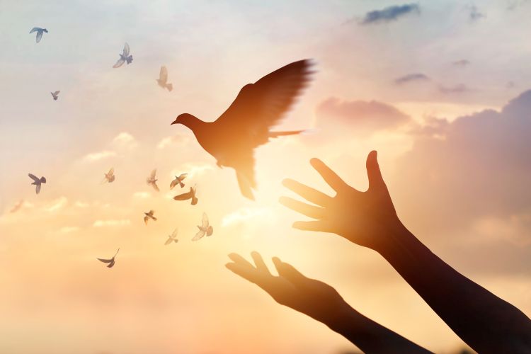 Hands reaching out against a sunset sky with a dove flying above them
