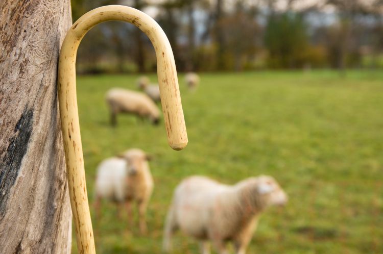 A shepherd's crook with sheep in the background