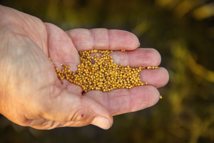 Mustard seeds held in the palm of a hand
