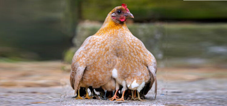 A hen sheltering her chicks under her wings