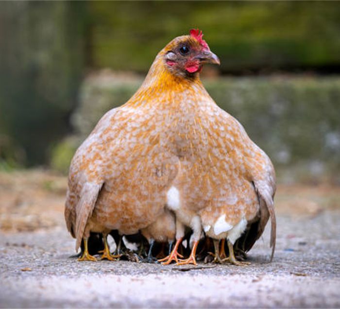 A hen sheltering her chicks under her wings
