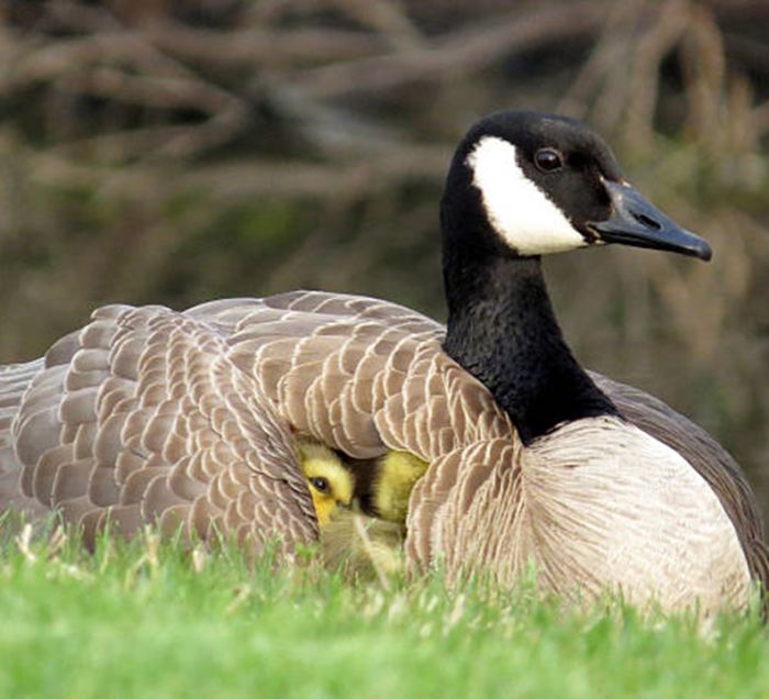 A Canadian goose sheltering goslings under her wings