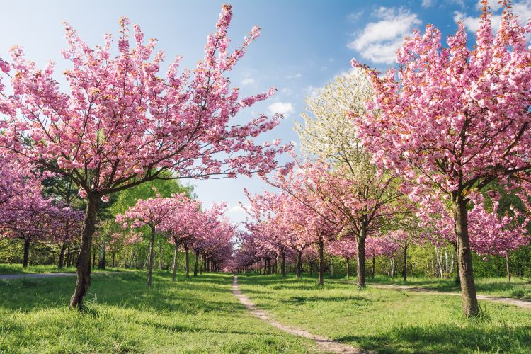 Cherry trees in blossom on a spring day