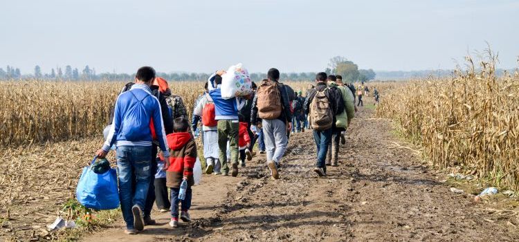 A group of refugees walking in a cornfield.