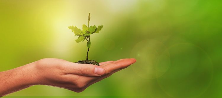 An open hand holding a pile of soil and a seedling against a green background