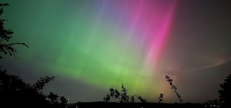 Pink, purple and green aurora borealis in the night sky with silhouetted bushes in the foreground