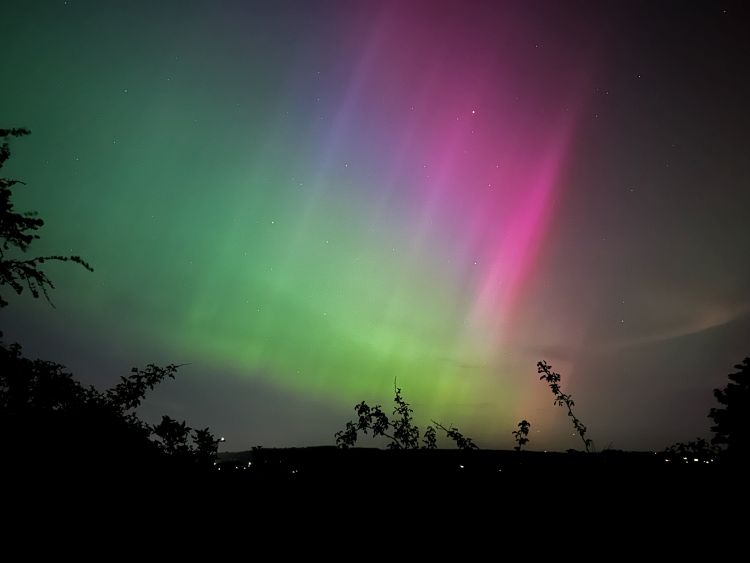 Pink, purple and green aurora borealis in the night sky with silhouetted bushes in the foreground